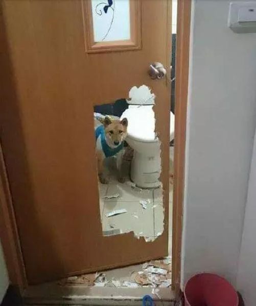 Locking A Dog Up In A Bathroom Is A Horrible Idea (3 pics)