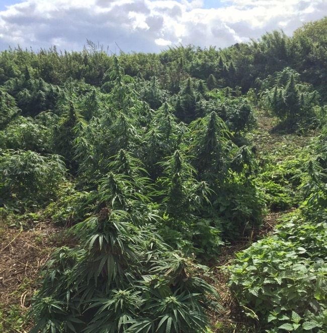 Police Find A Forest Of Cannabis Plants Growing In London (5 pics)