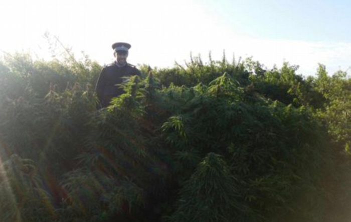 Police Find A Forest Of Cannabis Plants Growing In London (5 pics)