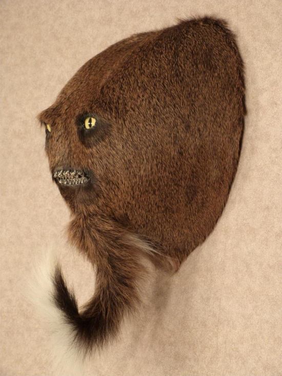Taxidermy Gets Taken To A Whole New Level Of Creepy (4 pics)