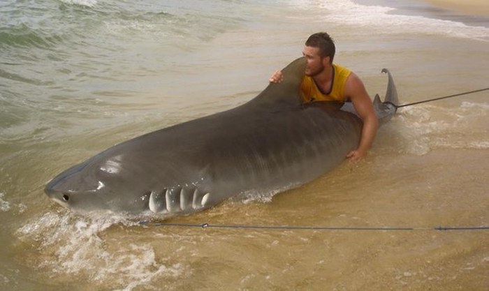 Meet The Teen That Catches Massive Sharks (10 pics)