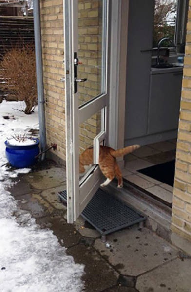 Cats That Got Caught Doing Strange Things (23 pics)