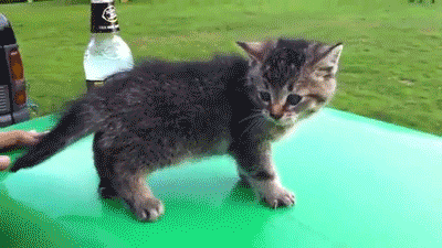 Awesome Animal Fails That Are Absolutely Hilarious (24 gifs)