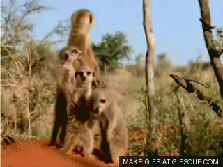 Awesome Animal Fails That Are Absolutely Hilarious (24 gifs)