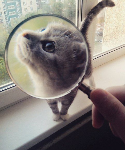 Acid Picdump (115 pics)