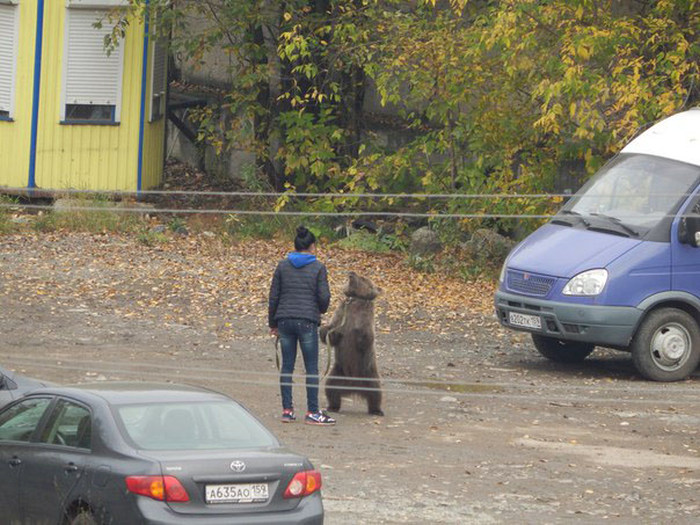 This Is Just A Normal Pet in Russia (4 pics)