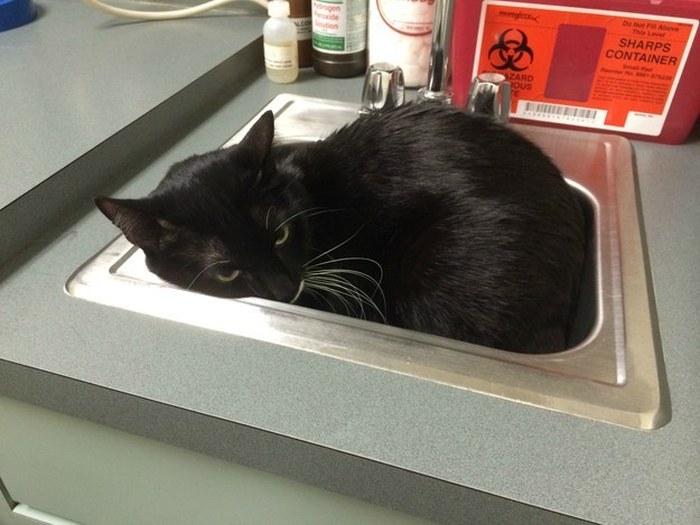 Cats Try Their Best To Hide From The Vet (15 pics)