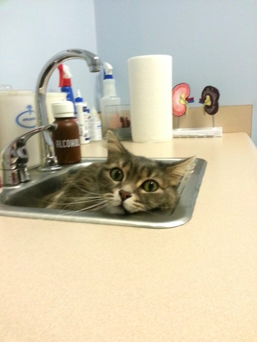 Cats Try Their Best To Hide From The Vet (15 pics)