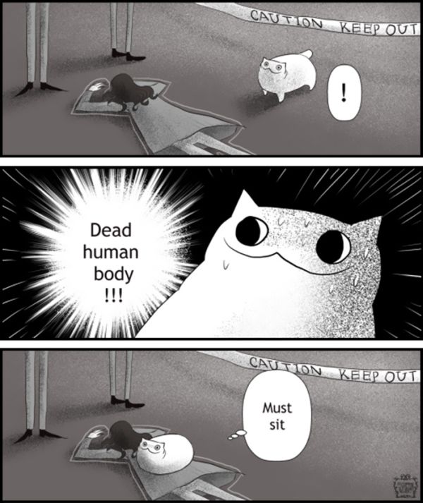 Funny Comics Perfectly Describe What It's Like To Own A Cat (20 pics)