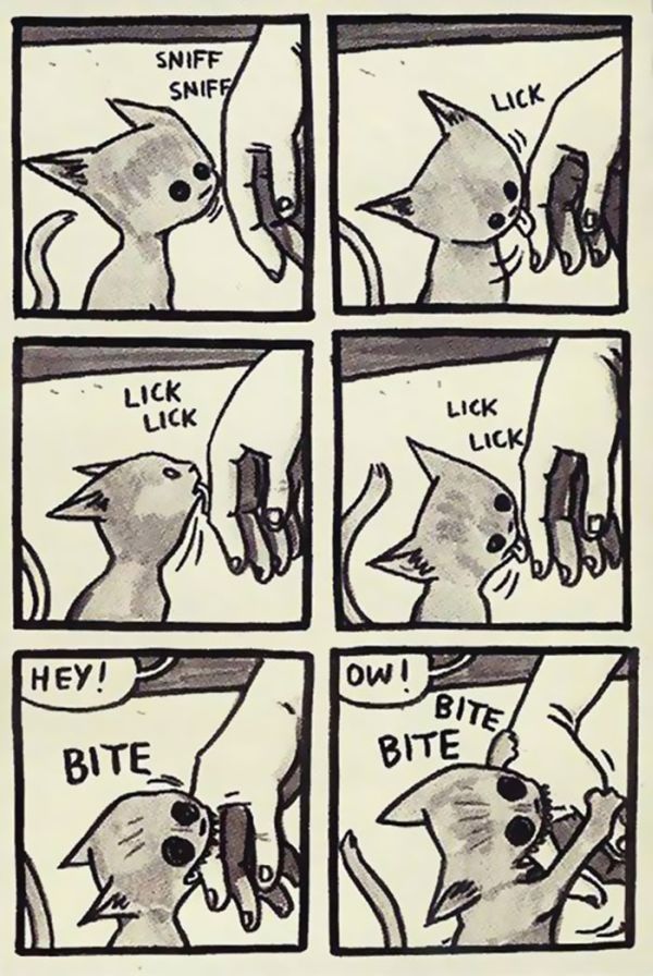 Funny Comics Perfectly Describe What It's Like To Own A Cat (20 pics)