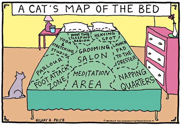 Funny Comics Perfectly Describe What It's Like To Own A Cat (20 pics)