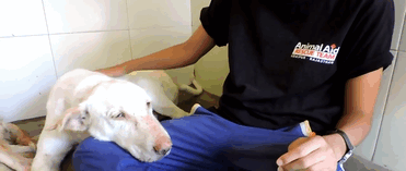 Sick Rescue Dog Gets A New Lease On Life (7 pics + video)