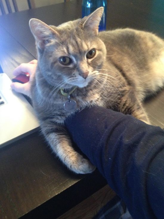 You Can Always Count On A Cat To Invade Your Personal Space (35 pics)