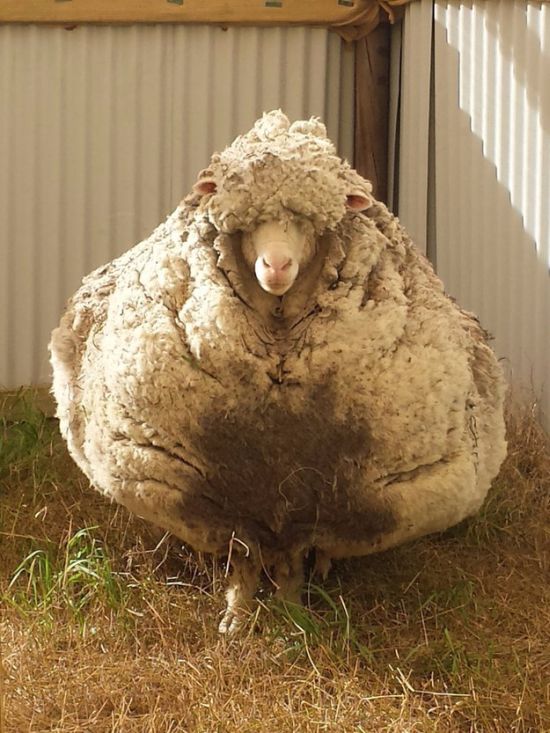 Say Hello To Chris, The World's Wooliest Sheep (8 pics)