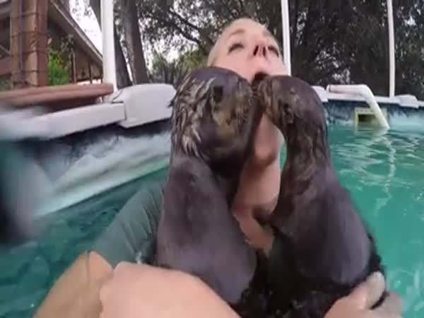 Baby Otters