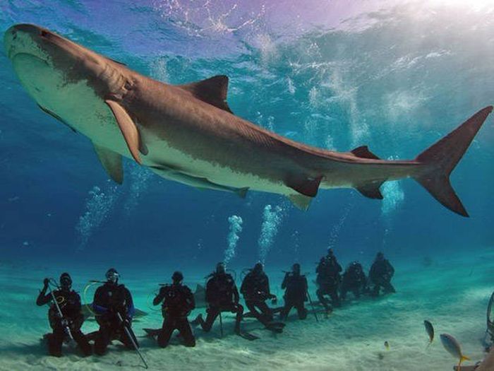 Awesome Photos. Part 49 (40 pics)