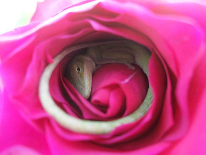 This Is A Rare Sight To See Inside Of A Flower (2 pics)