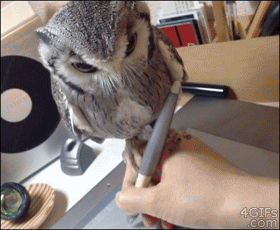 Owls Are Strange But Hilarious Creatures Creatures (17 gifs)