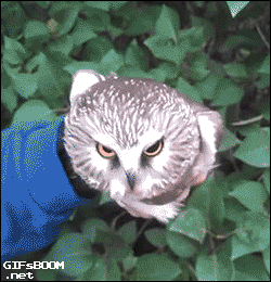 Owls Are Strange But Hilarious Creatures Creatures (17 gifs)