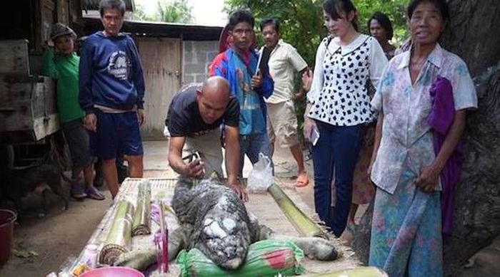 A Strange Buffalo Was Recently Discovered In Thailand (3 pics + video)