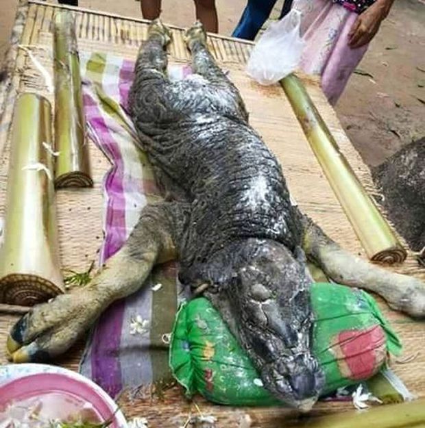 A Strange Buffalo Was Recently Discovered In Thailand (3 pics + video)