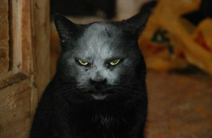 Cat Looks Like A Demon After Getting Covered In Flour (3 pics)