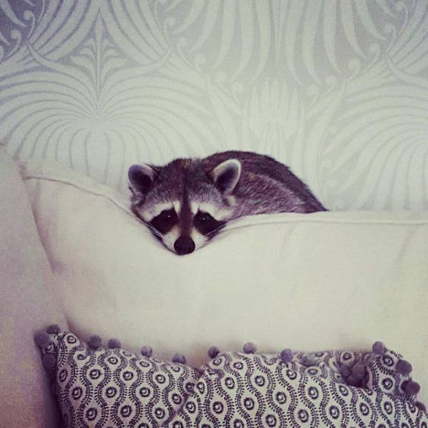 Meet The Baby Raccoon That Was Raised By Dogs (20 pics)