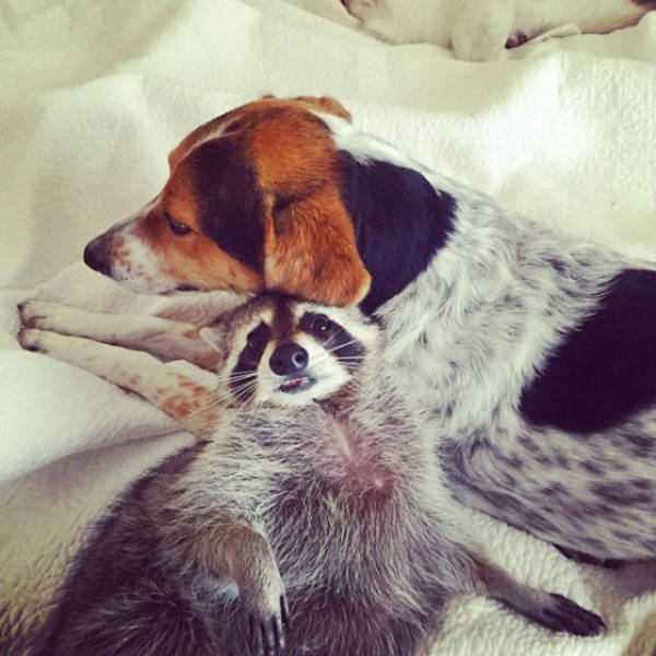 Meet The Baby Raccoon That Was Raised By Dogs (20 pics)