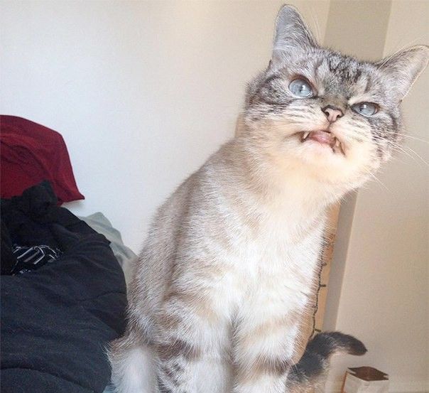 Acid Picdump (124 pics)