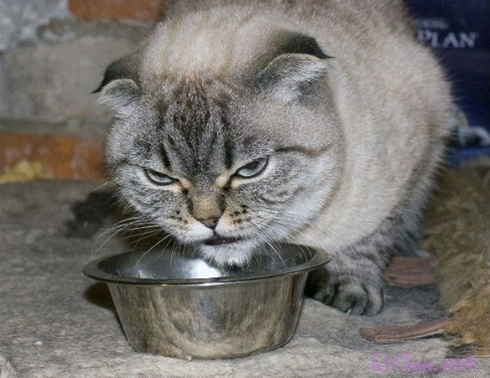 Evil Cats Making Evil Faces (18 pics)