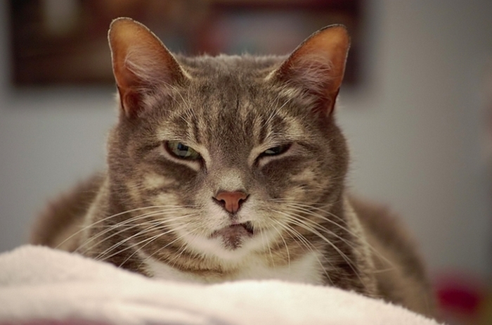 Evil Cats Making Evil Faces (18 pics)