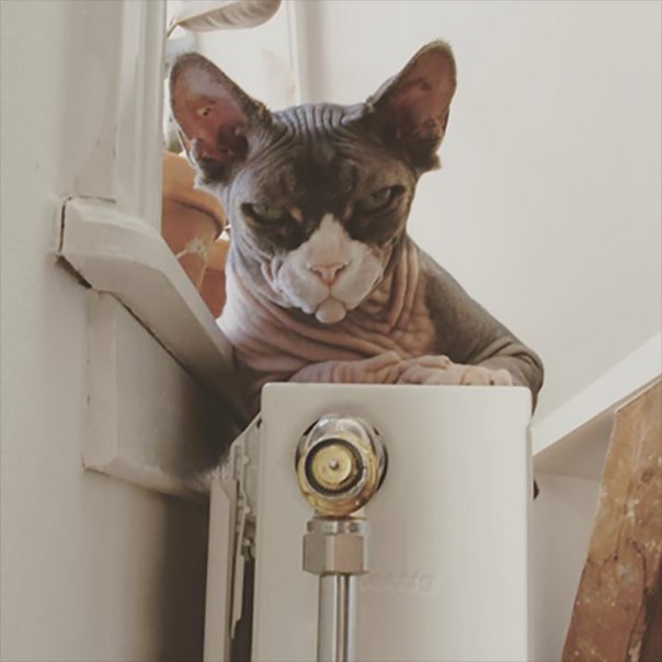 Evil Cats Making Evil Faces (18 pics)