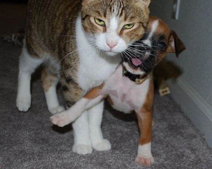 Evil Cats Making Evil Faces (18 pics)