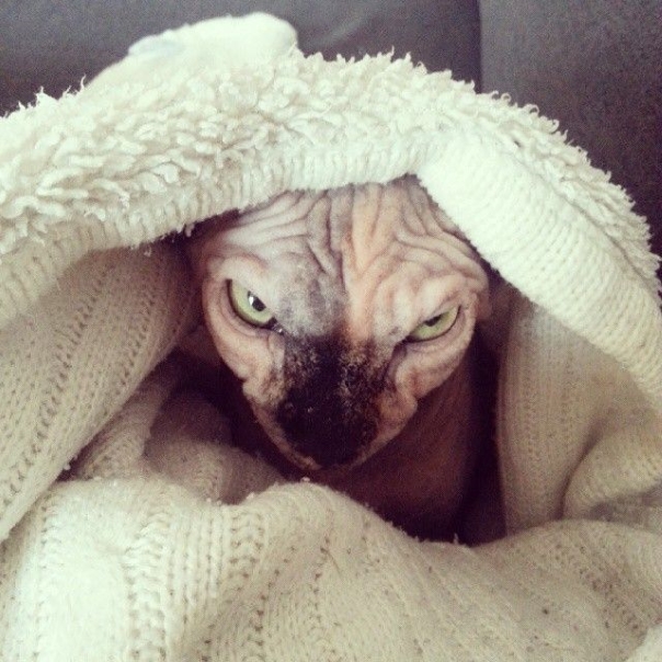 Evil Cats Making Evil Faces (18 pics)