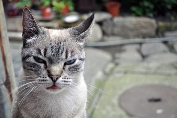 Evil Cats Making Evil Faces (18 pics)