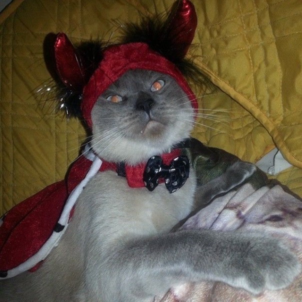 Evil Cats Making Evil Faces (18 pics)