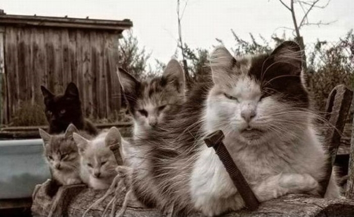 Evil Cats Making Evil Faces (18 pics)