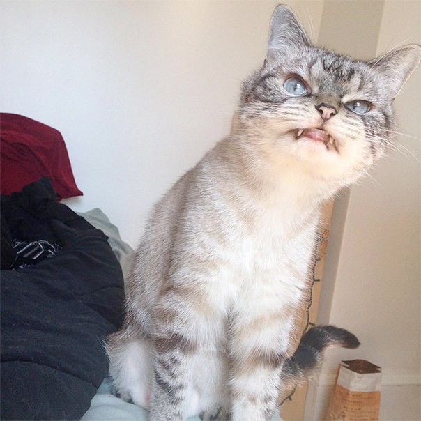 Evil Cats Making Evil Faces (18 pics)