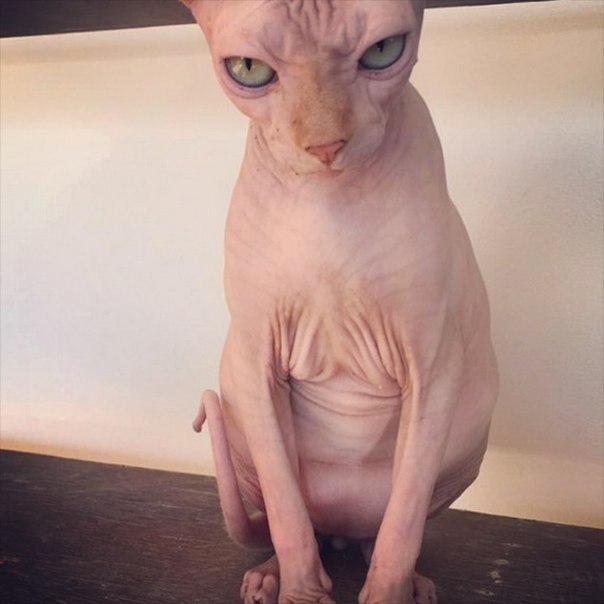 Evil Cats Making Evil Faces (18 pics)