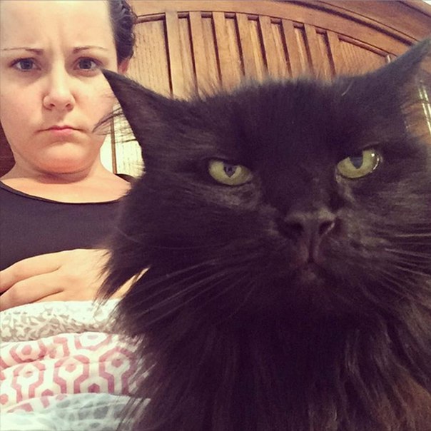 Evil Cats Making Evil Faces (18 pics)