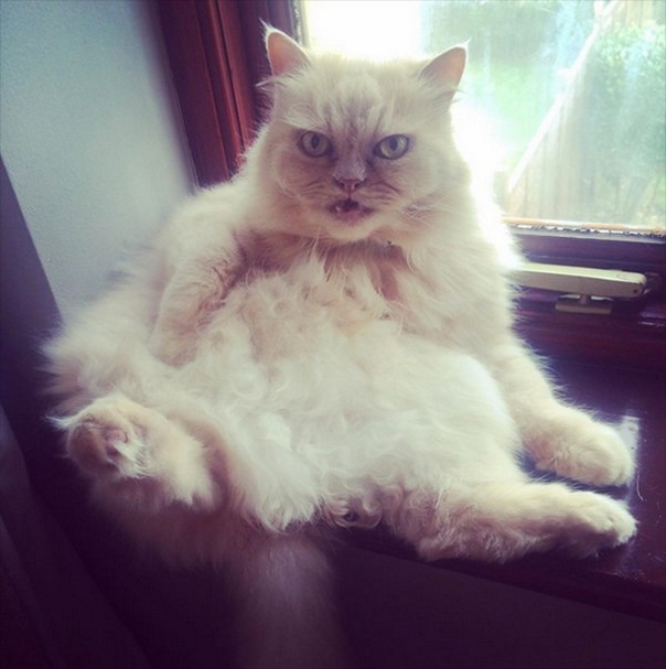 Evil Cats Making Evil Faces (18 pics)