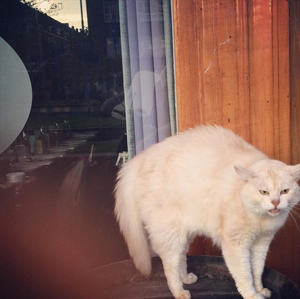 Evil Cats Making Evil Faces (18 pics)