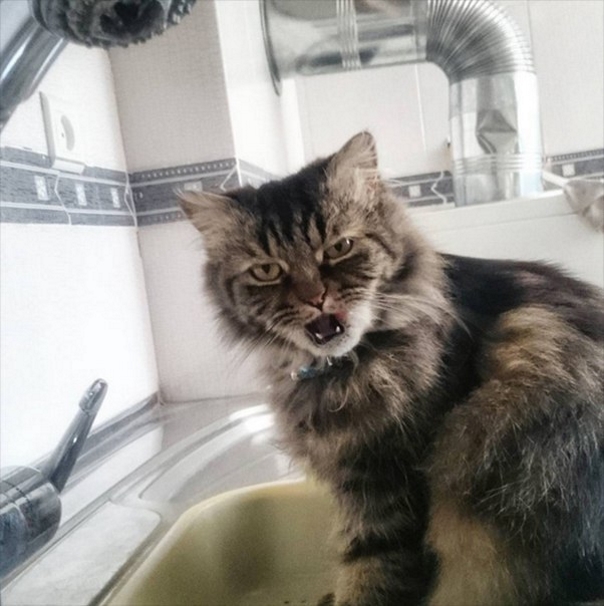 Evil Cats Making Evil Faces (18 pics)
