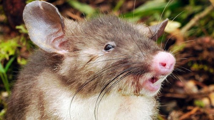 New Species Of Rat Discovered In Indonesia (4 pics)