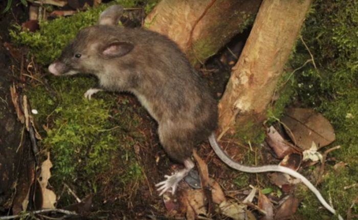 New Species Of Rat Discovered In Indonesia (4 pics)