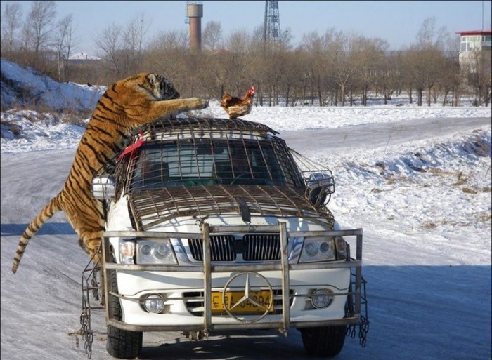 Picture Perfect Photos That Were Perfectly Timed (30 pics)