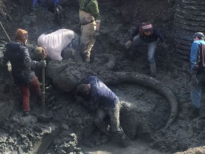 Woolly Mammoth Bones Discovered In Michigan Soybean Field (10 pics)