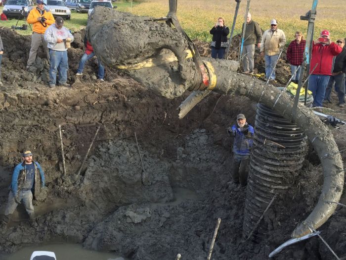 Woolly Mammoth Bones Discovered In Michigan Soybean Field (10 pics)