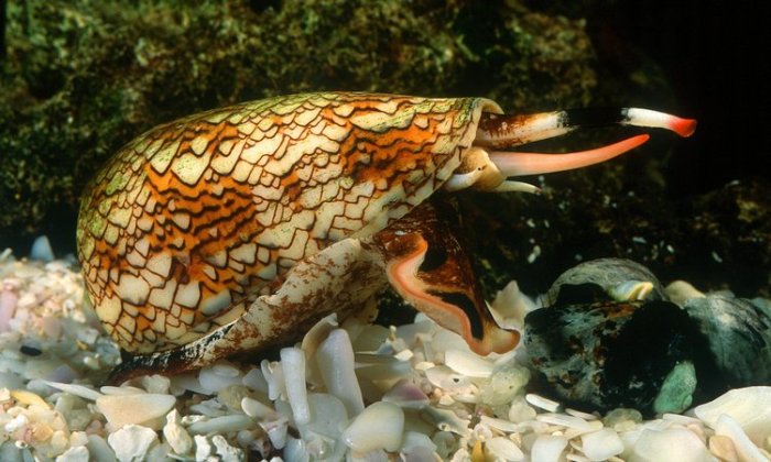 Cone Snails Are Deadly Assassins (5 pics)