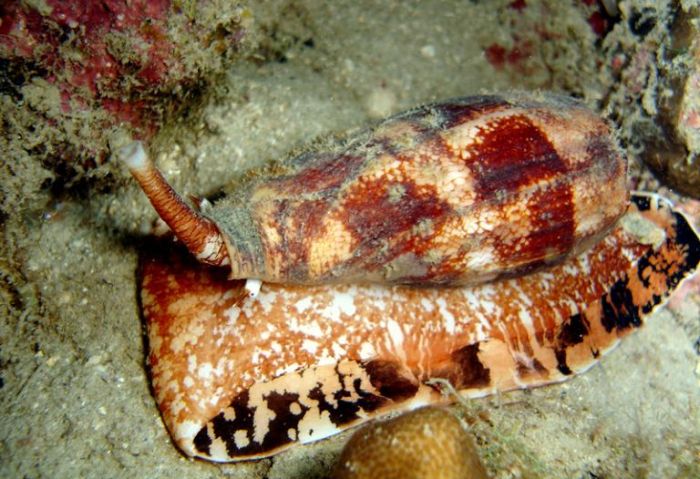Cone Snails Are Deadly Assassins (5 pics)